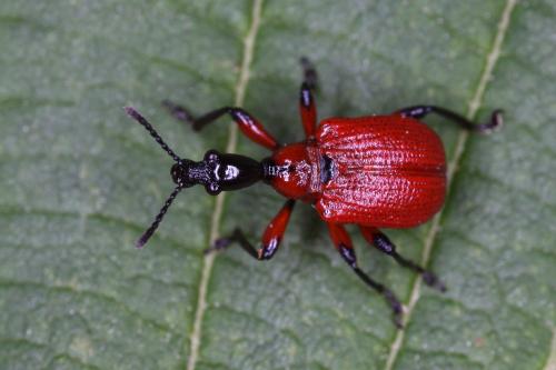 Réf. 305 683 : Apoderus coryli